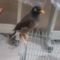 مینا سخگو جوجه امسال هرچی الان حرف بزنی یادمیگره|پرنده|بهارستان, |دیوار