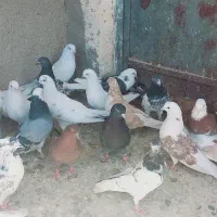 سلام 29عدد کبوتر