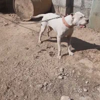 سگ داگو آرژانتین نر اصیل ف ی پایین موقت