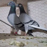 جفتگاه سالم و ذات دار سبز آلمانی سار اوقون و ساده