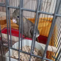 جوجه عروس|پرنده|بروجرد, |دیوار