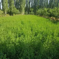 فروش زمین زراعی 873 متری در خوانسار