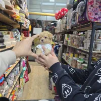 اپریکات پودل پانصد گرمی