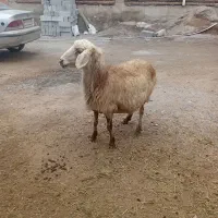 گوسفند ماده