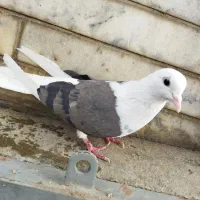 ماده شونی سر صاف|پرنده|خرمآباد, |دیوار