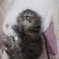 پرشین اسکاتیش بریتیش