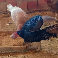 یک جفت بوقلمون و تعدادی مرغ لاری