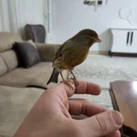 قناری اوپال خارجی دهن لر|پرنده|کوهدشت, |دیوار