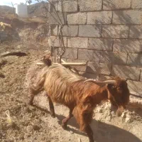 نر بز  نژاد دار