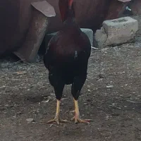 فروش یک عدد خروس لاری