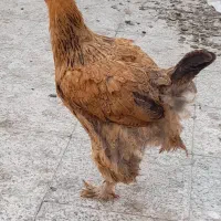 معاوضه مرغ وخروس برهمابابوقلمون