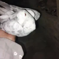 دسته پلاکی و اصفهانی|پرنده|یزد, |دیوار