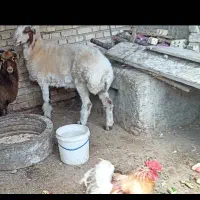 ماده نزدیک زا