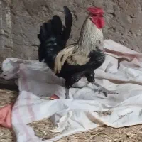 مرغ و خروس محلی زیبا