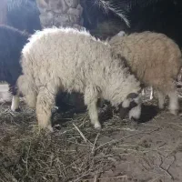 چند عدد گوسفند و بز