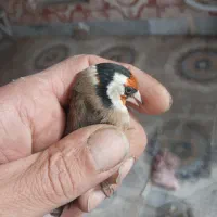 سره جوجه قفس