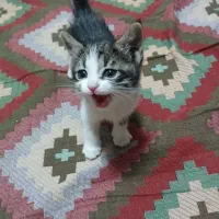 واگذاری بچه گربه