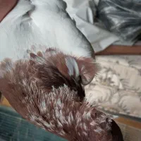 کفتر|پرنده|قم, بکایی|دیوار