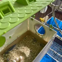 فروش فوری جفت عروس هلندی|پرنده|نائین, |دیوار