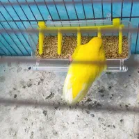 دوعددقناری نروماده رسمی و سوخته