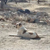 سگ سرابی اصیل|سگ|شهرکرد, |دیوار