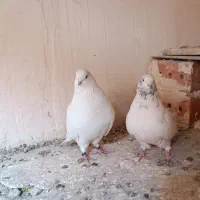 کبوتر قره دومدیح|پرنده|آذرشهر, |دیوار