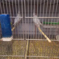 عروس هلندی|پرنده|قم, سالاریه|دیوار