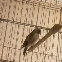 سهره کشیده تازه صاف دو عدد