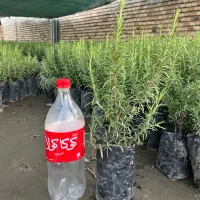 رزماری یکساله ارتفاع مثبت ۶۰ عمده