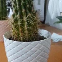 گلهای کاکتوس|گل و گیاه طبیعی|رشت, توشیبا|دیوار