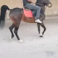 فروش 5راس اسب درجه یک