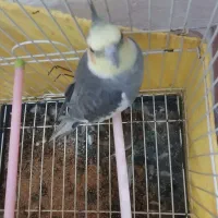 یک جفت عروس هلندی با طوطی برزیلی