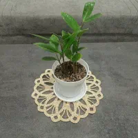 گل زاموفیلیا