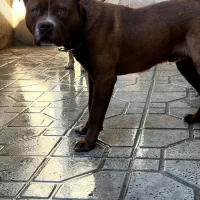 آمریکن بولی نر جوان