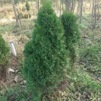 فروش کاج تویا آمریکایی