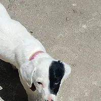 دالمیشن خالص