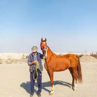 مادیان عرب مصری