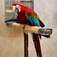 صادرات راهب کاسکو مرغ عشق گرینچیک کوتوله قناری و.