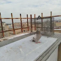 کبوتر دم سفید و اصفهانی و دورگ سرور