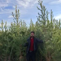 سرواصل شیرازی و سرو هلندی نمایندگانی ایرانیان