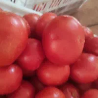رب گوجه|خوردنی و آشامیدنی|کرج, شهرک اوج|دیوار