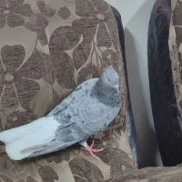 کفتر