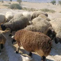 ۴۰راس میش|حیوانات مزرعه|جره و بالاده, |دیوار