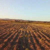 6000متر زمین کشاورزی باآب چاه موتور