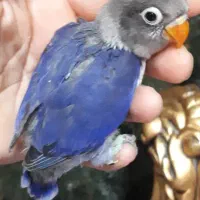 جوجه طوطی برزیلی رنگهای زیبا