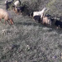 بز . بره . گوسفند|حیوانات مزرعه|کلیبر, |دیوار