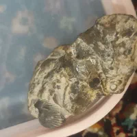 فسیل کم نظیر ونایاب به درد فسیل شناسان میخوره