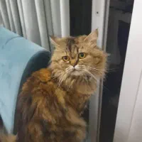 گربه پرشین ماده