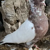 کبوتر|پرنده|جغتای, |دیوار