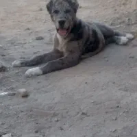 توله نره اماده واگذاری